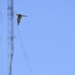 photo of American Kestrel (Falco sparverius)