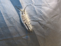 Dasychira dorsipennata