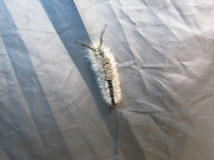 Dasychira dorsipennata