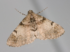 Syneora adelphodes