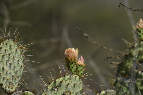 photo of Prickly Pears (Opuntia)