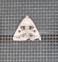 Acantholipes juba