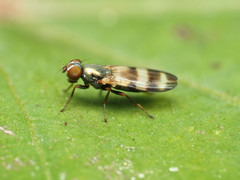 Chaetopsis massyla