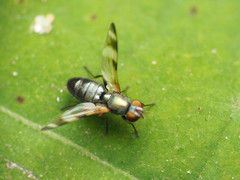 Chaetopsis massyla