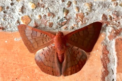 Emesis mandana