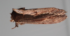 Hylaeora capucina