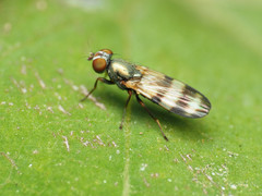 Chaetopsis massyla