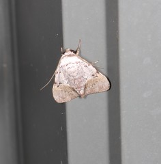 Barasa cymatistis