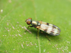 Chaetopsis massyla