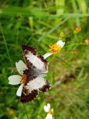 Antigonus emorsa