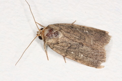 Athetiina