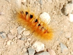 Pygarctia