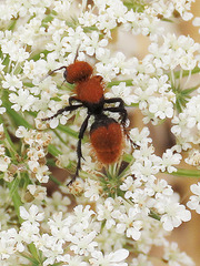 Dasymutilla coccineohirta