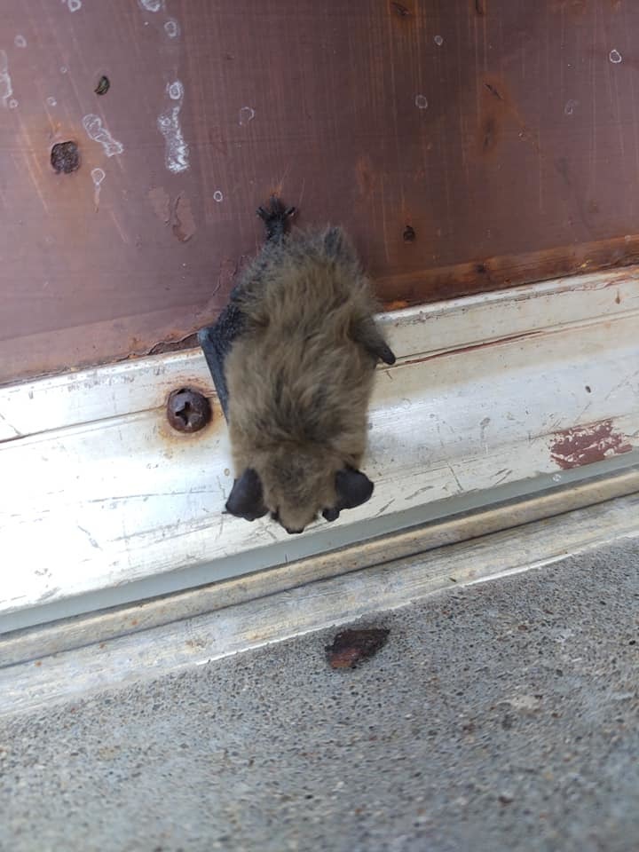 Western Small-footed Myotis from 450 Norfolk Ave, Chadron, NE 69337 ...