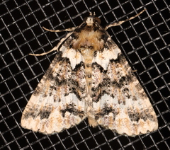 Lophosigna catasticta