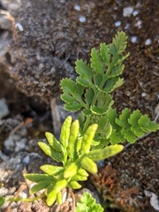 Cryptogramma acrostichoides