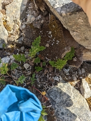 Cryptogramma acrostichoides