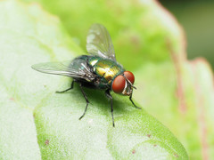 Lucilia illustris