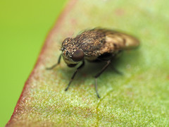 Paralimna punctipennis