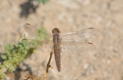 Crocothemis