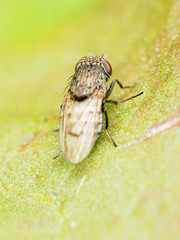 Paralimna punctipennis