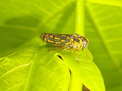 Apogonalia stalii