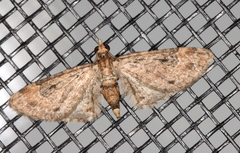 Eupithecia aphanes