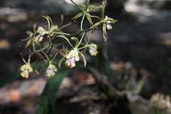 Encyclia alata