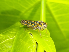 Apogonalia stalii