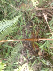 Brachythemis contaminata