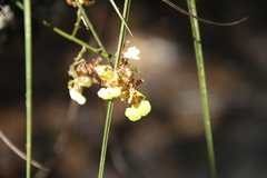 Trichocentrum ascendens