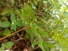 Pseudocopera ciliata