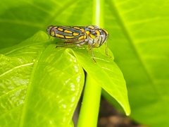 Apogonalia stalii