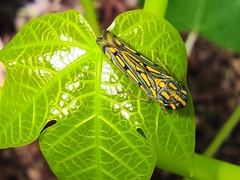 Apogonalia stalii