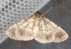 Syneora adelphodes