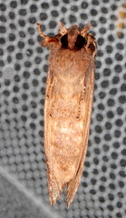 Hylaeora capucina