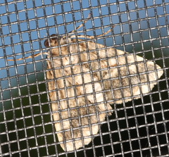 Lophosigna catasticta