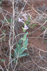 Penstemon fendleri