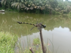 Ictinogomphus decoratus