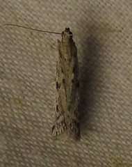 Phycitodes mucidella