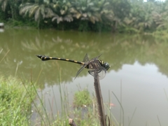 Ictinogomphus decoratus