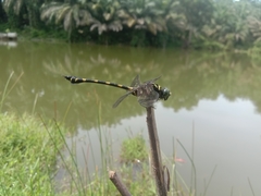 Ictinogomphus decoratus
