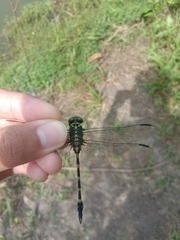 Ictinogomphus decoratus
