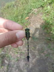Ictinogomphus decoratus