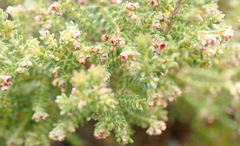Erica serrata