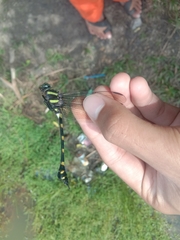 Ictinogomphus decoratus