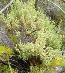 Erica serrata