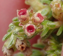 Erica serrata