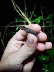 Sphaerodactylus klauberi