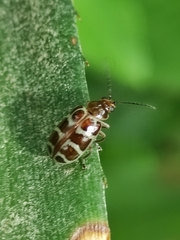 Exora olivacea
